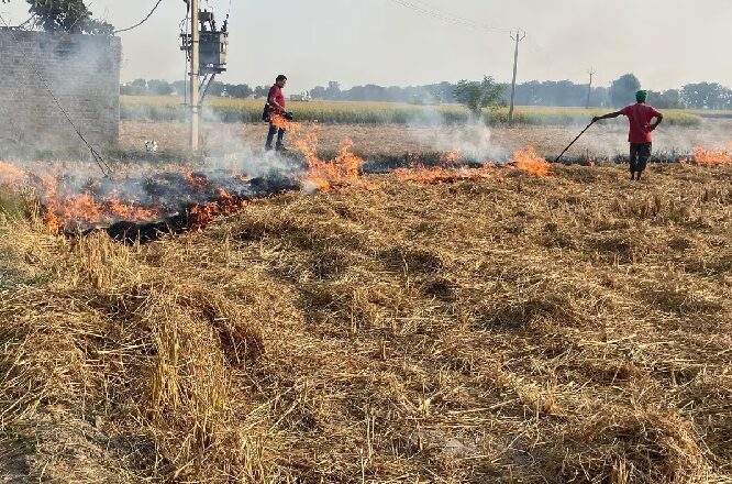 पिछले दो वर्षों की तुलना में पंजाब में पराली जलाने की घटनाओं में आई 4 गुना कमी